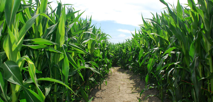 9th Annual Field To Feast is February 10, 2024