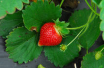 where to pick strawberries