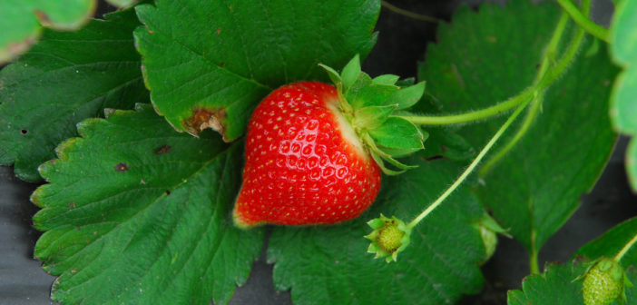 Where to Pick Strawberries