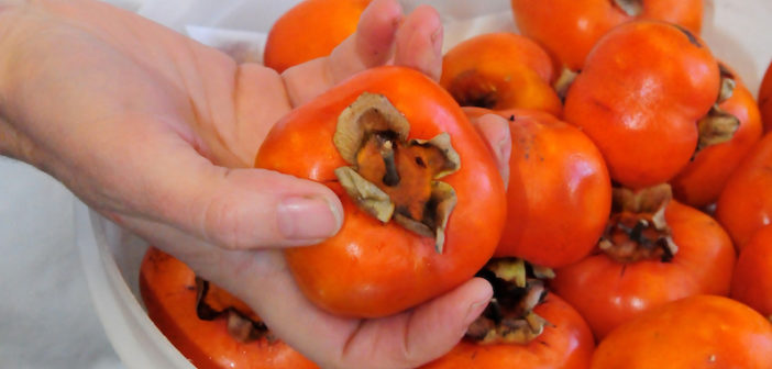 superfoods for fall