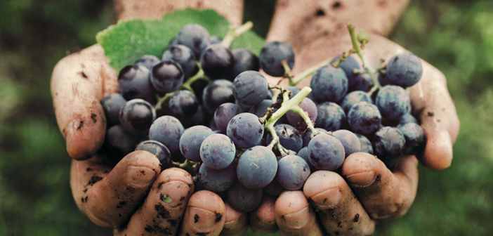 grapes natural wine