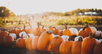 local pumpkin patches Central Florida