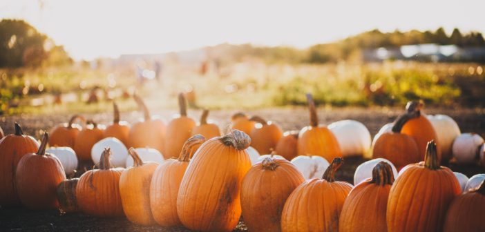Round-Up: Pumpkin Patches in Central Florida local pumpkin patches Central Florida