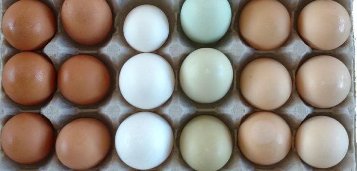 eggs from azalea acres farm