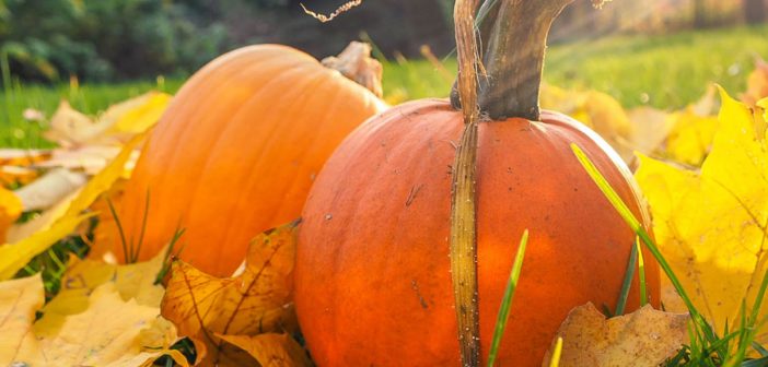 Fall Superfoods