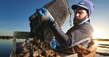 harvesting Florida oysters